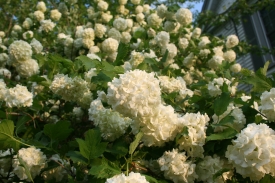 Sometimes these are called Snowball Bushes