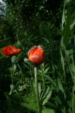 Poppy bloom just ready to open