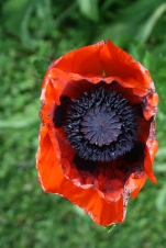 I wish this picture could truly show how rich the colours of the poppy are. Until you've seen one in real life...well you haven't really seen one.